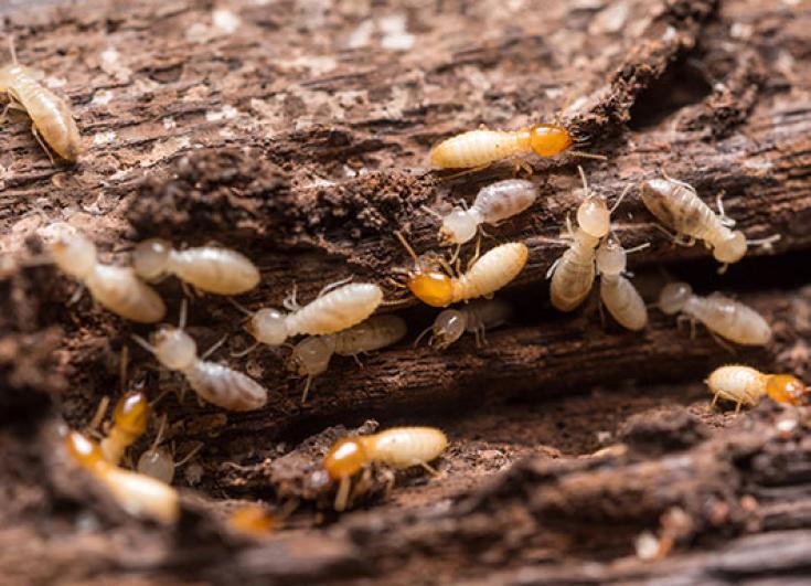 diagnostic immobilier termite